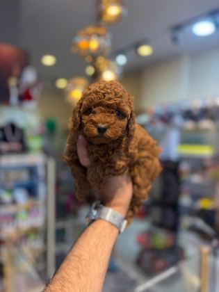 TOY POODLE MİNİKLER