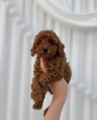 TOY POODLE MİNİKLER