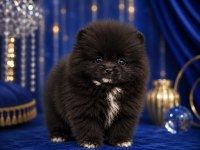 POMERANİAN TEACUP BEBEĞİMİZ