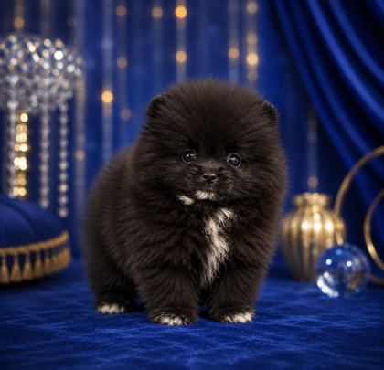 POMERANİAN TEACUP BEBEĞİMİZ