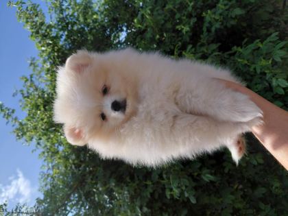 POMERANİAN BOO 70 GÜNLÜK