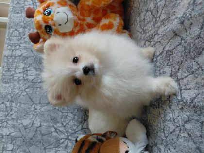 POMERANİAN BOO 70 GÜNLÜK