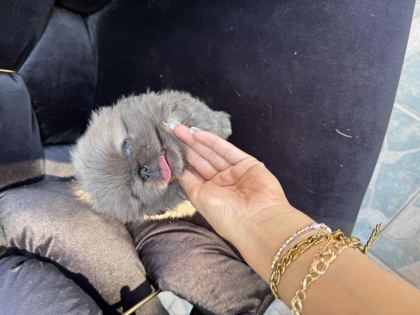 A KALİTE SHİH TZU BEBEKLER