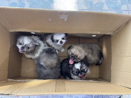 A KALİTE SHİH TZU BEBEKLER