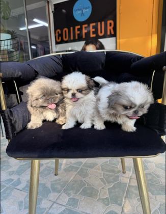 A KALİTE SHİH TZU BEBEKLER