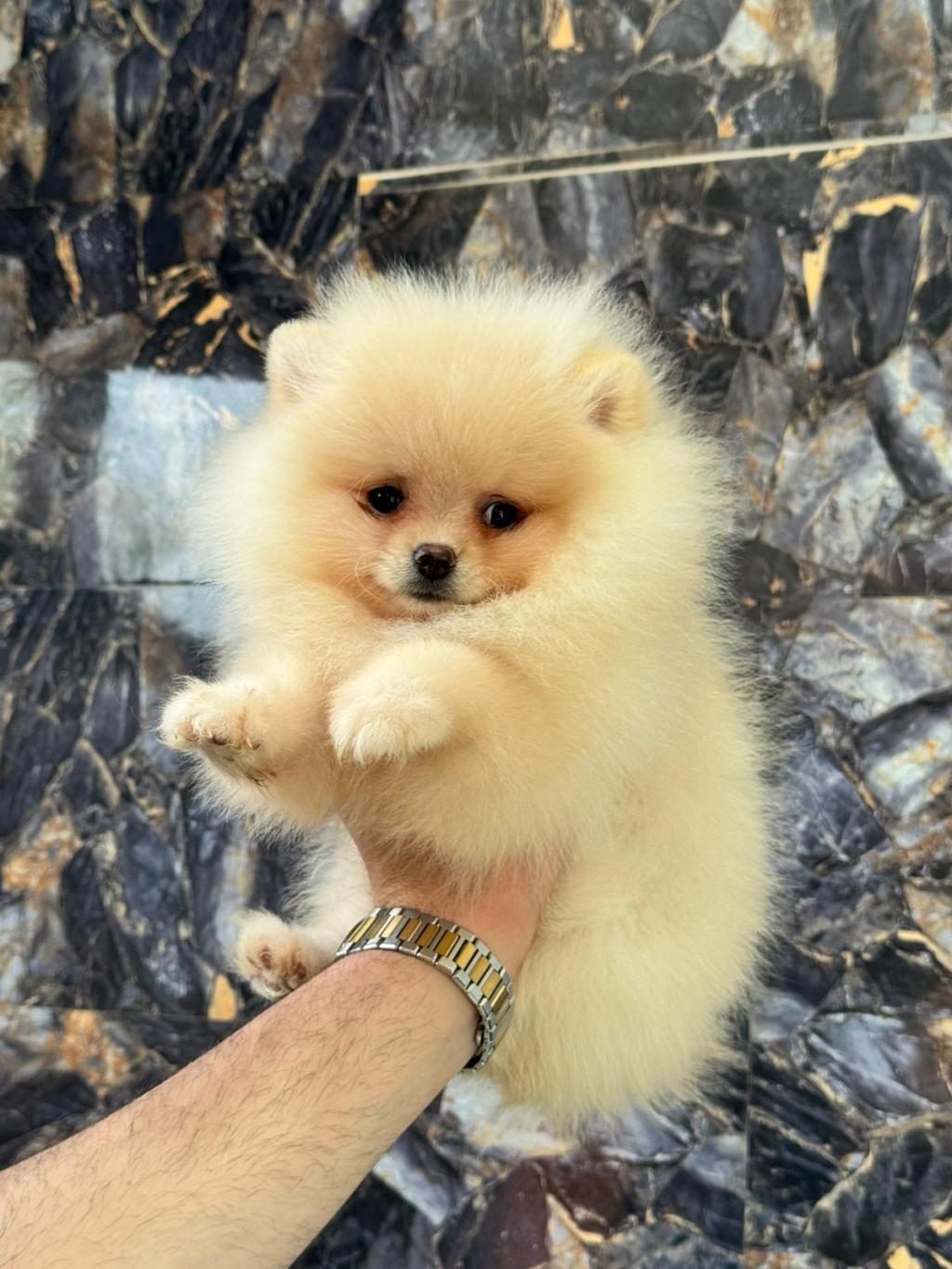 POMERANİAN BOO YAVRULARIMIZ TESLİME HAZIRDIR