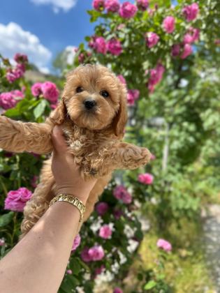 TOY POODLE YAVRU KÖPEĞİMİZ