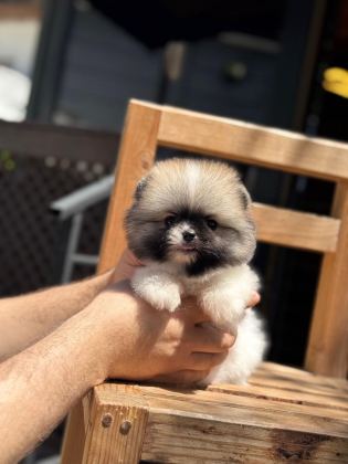 POMERANİAN YAVRU KÖPEKLER