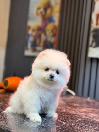 POMERANİAN YAVRU KÖPEĞİMİZ