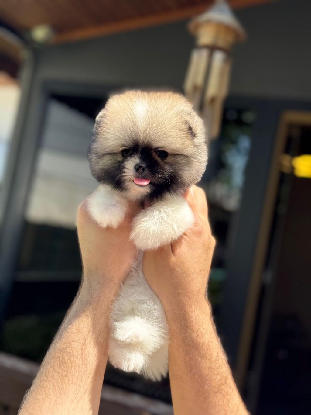 POMERANİAN YAVRU KÖPEKLER