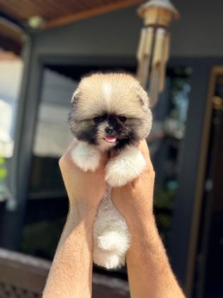 POMERANİAN YAVRU KÖPEKLER