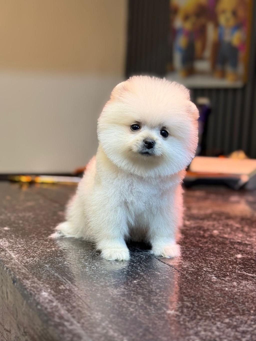 POMERANİAN YAVRU KÖPEĞİMİZ