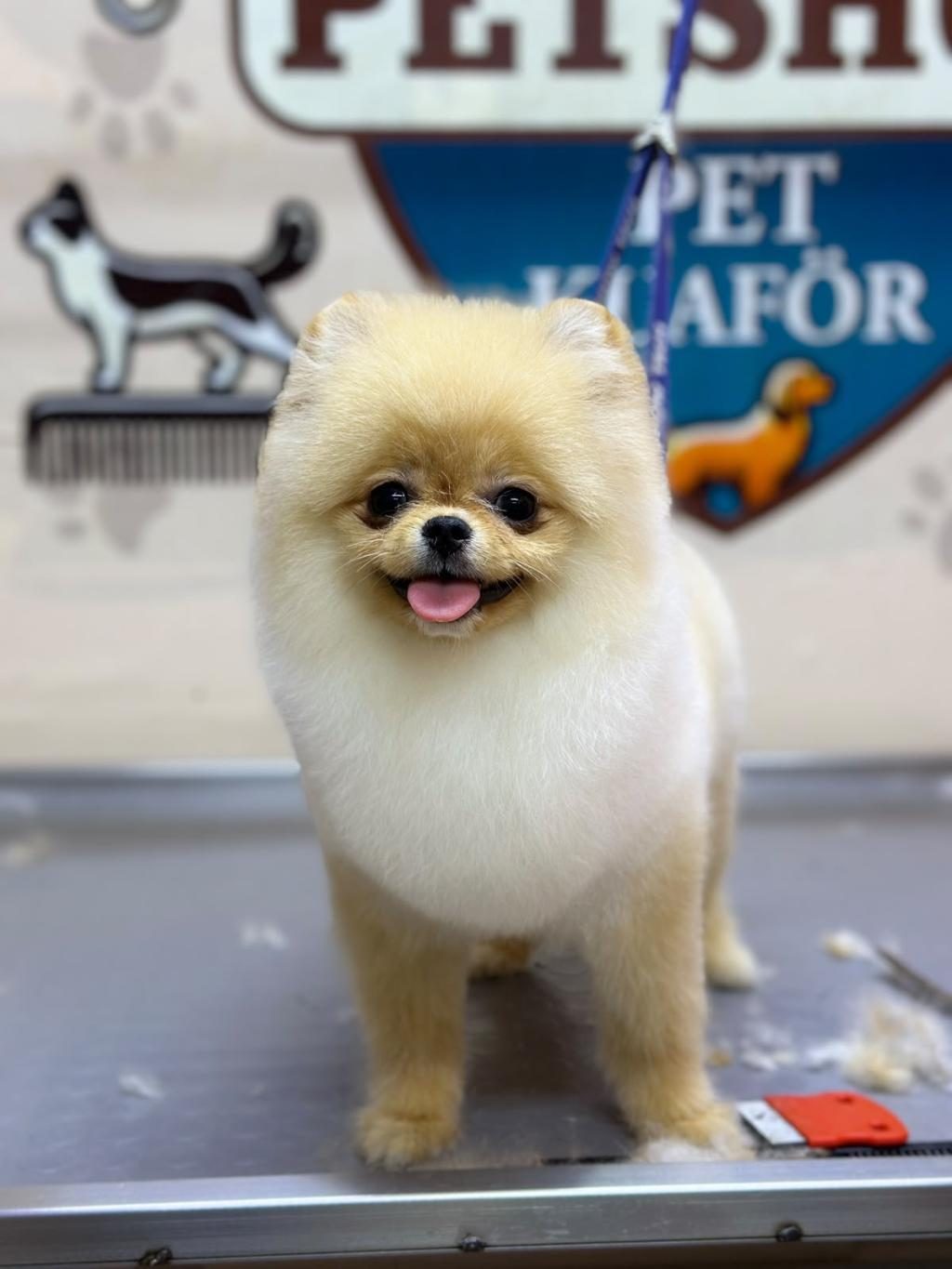 POMERANİAN 6 AYLIK DİŞİ
