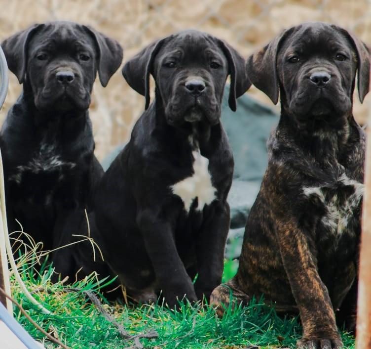 FCI-KIF ŞECERELİ SAFKAN CANE CORSO