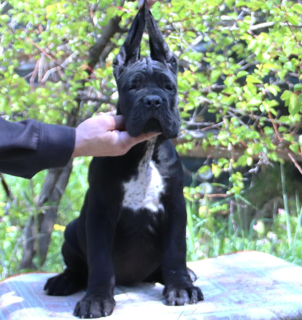 FCI-KIF SECERELİ SAFKAN CANE CORSO YAVRULAR