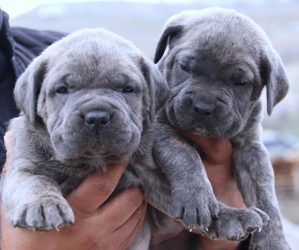 FCI-KIF ŞECERELİ SAFKAN CANE CORSO YAVRULAR