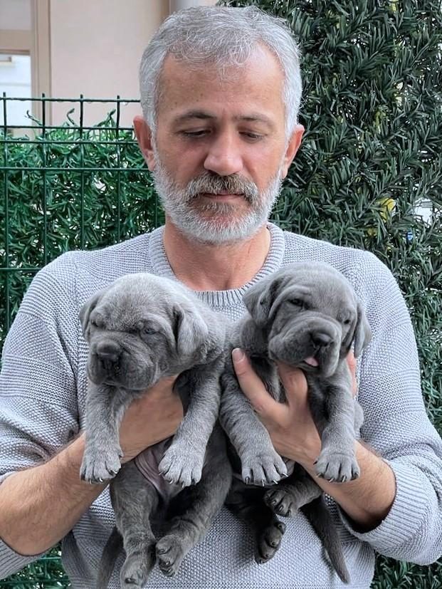FCI-KIF SECERELİ SAFKAN CANE CORSO YAVRULAR