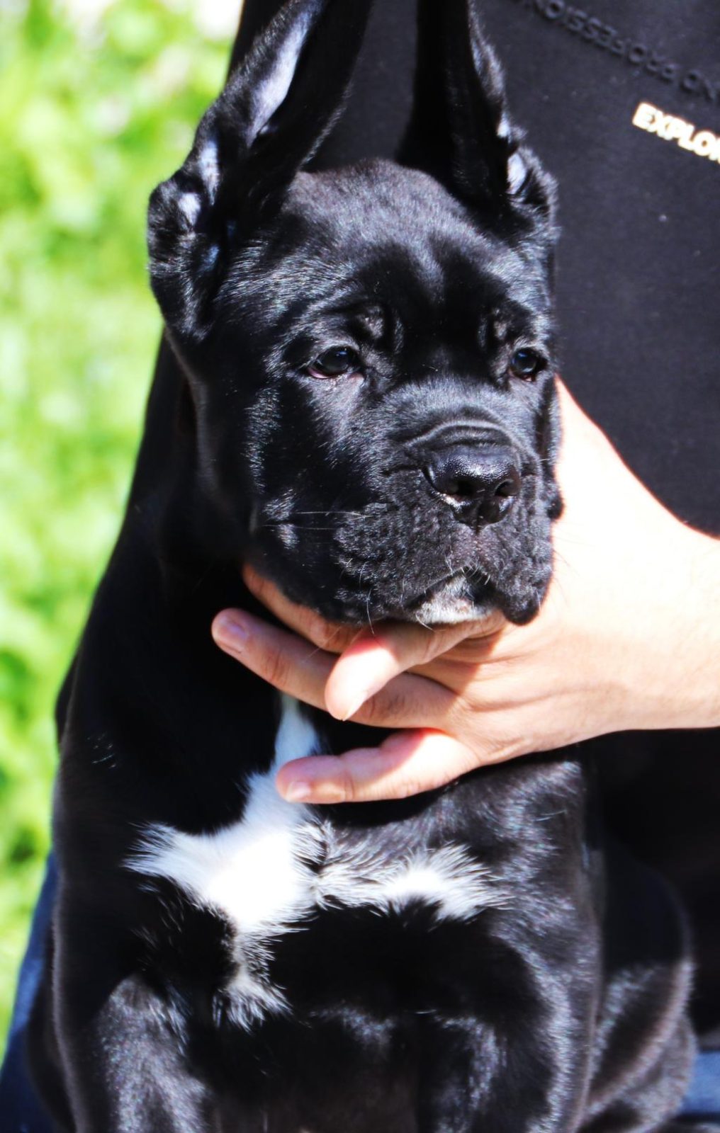 FCI-KIF SECERELİ SAFKAN CANE CORSO KÖPEKLER