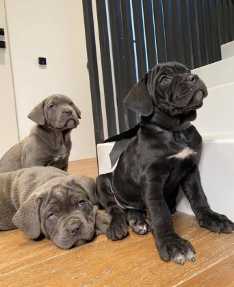 TÜRKİYENİN EN GÜVENİLİR ÇİFTLİĞİNDEN CANE CORSO BEBEKLER