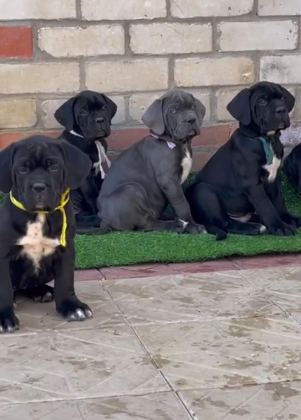TÜRKİYENİN EN GÜVENİLİR ÇİFTLİĞİNDEN CANE CORSO BEBEKLER