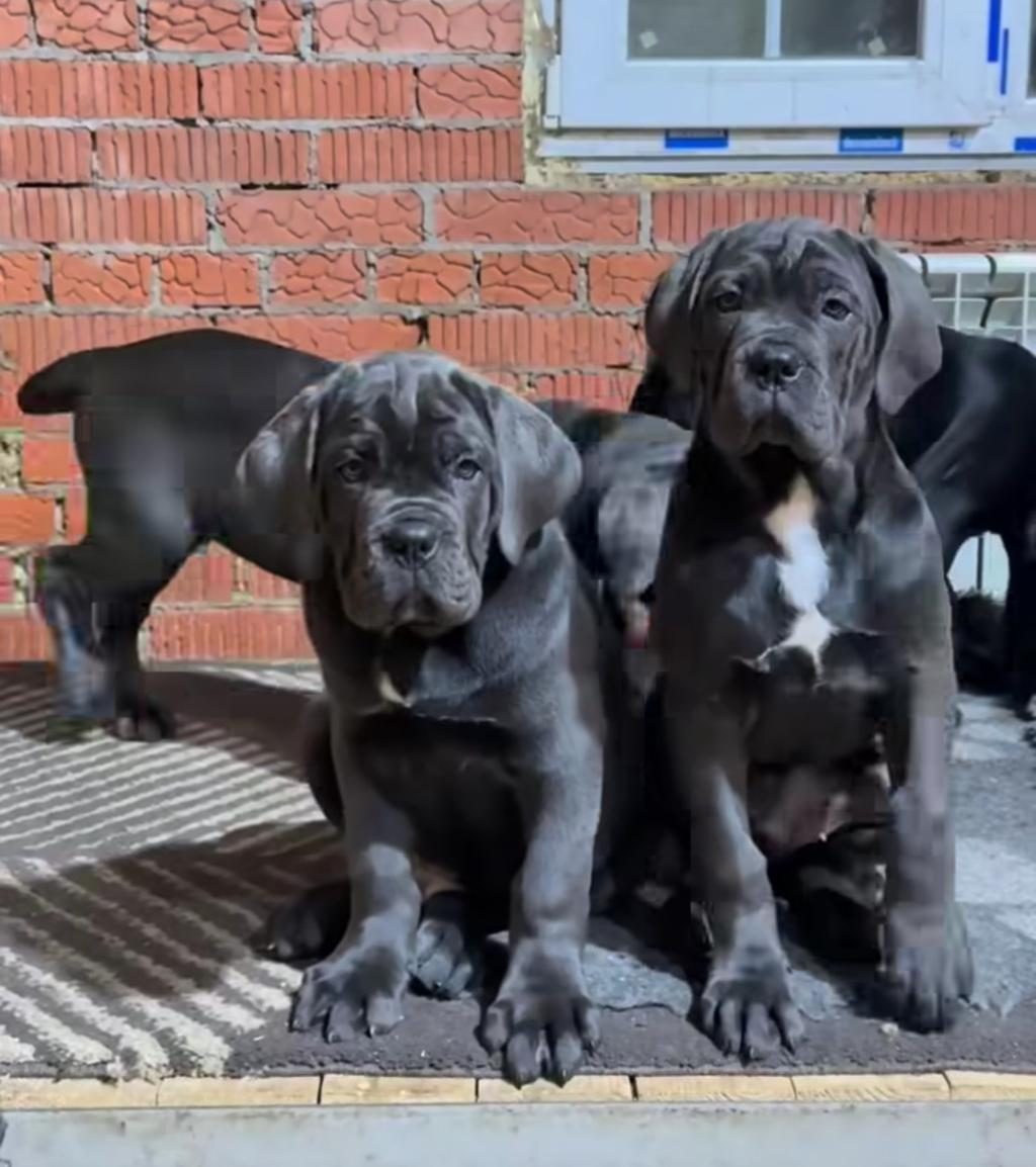 İZİN BELGELİ ÜRETİM ÇİFTLİĞİNDEN CANE CORSO KAPIDA ÖDE