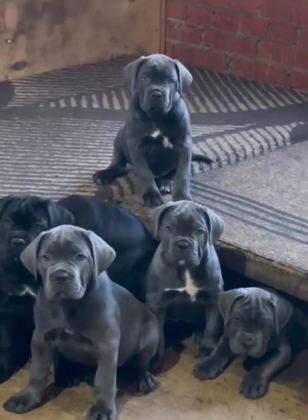 İZİN BELGELİ ÜRETİM ÇİFTLİĞİNDEN CANE CORSO KAPIDA ÖDE