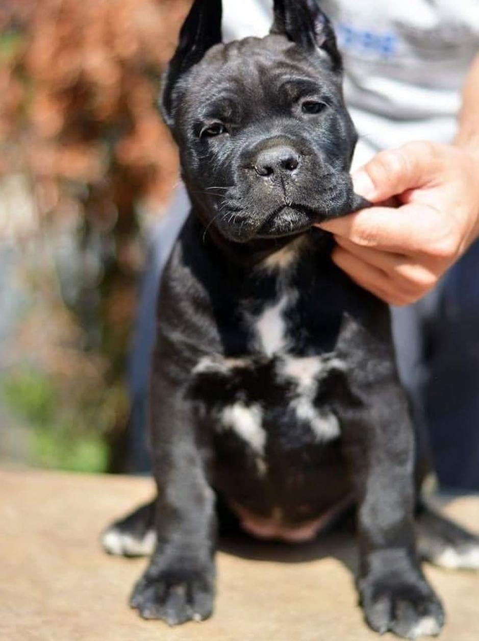 CANE CORSO SON YAVRULAR YETİŞEN KAZANIR KAPIDA ÖDEMELİ
