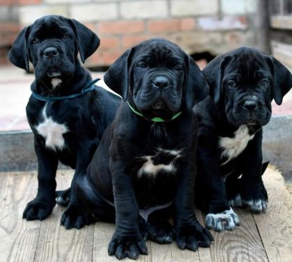 TÜRKİYENİN EN GÜVENİLİR ÇİFTLİĞİNDEN CANE CORSO BEBEKLER