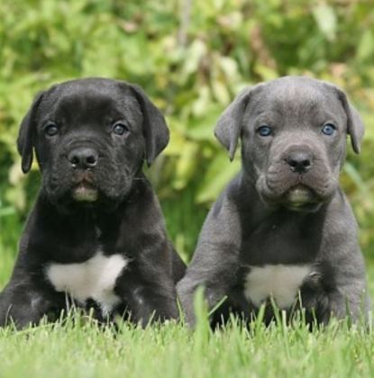CANE CORSO SON YAVRULAR YETİŞEN KAZANIR KAPIDA ÖDEMELİ