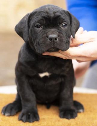 CANE CORSO SON YAVRULAR YETİŞEN KAZANIR KAPIDA ÖDEMELİ