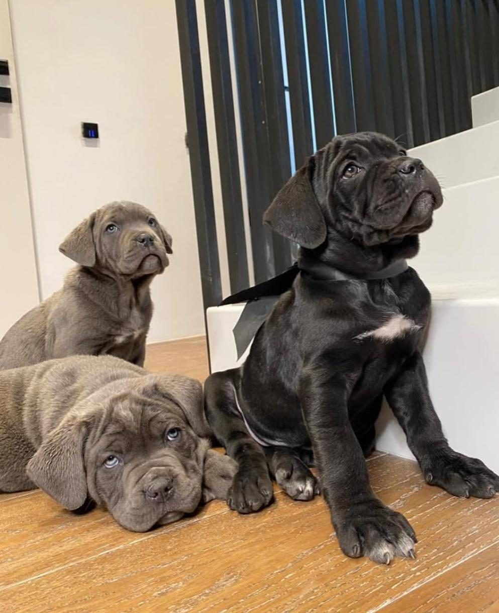 CANE CORSO BEBEKLER SAĞLIK VE IRK GARANTİLİ TESLİM