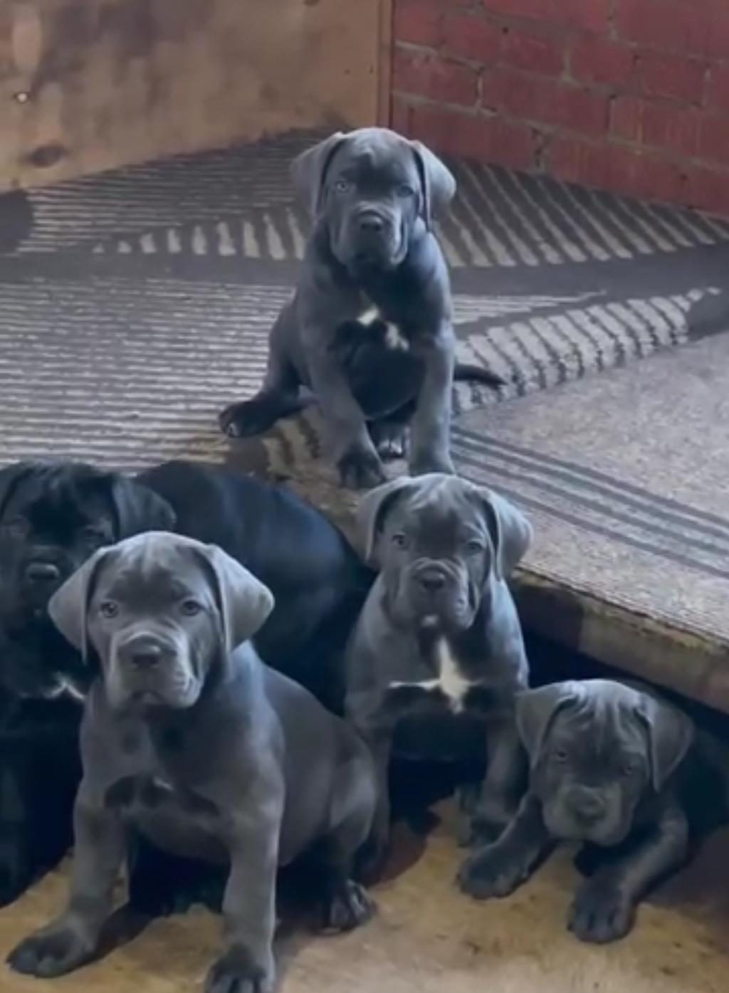 TÜRKİYENİN EN GÜVENİLİR ÇİFTLİĞİNDEN CANE CORSO BEBEKLER