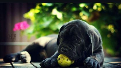 ASİL CANE CORSO YAVRULAR