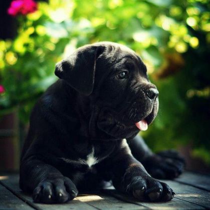 ASİL CANE CORSO YAVRULAR