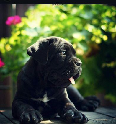 ASİL CANE CORSO YAVRULAR