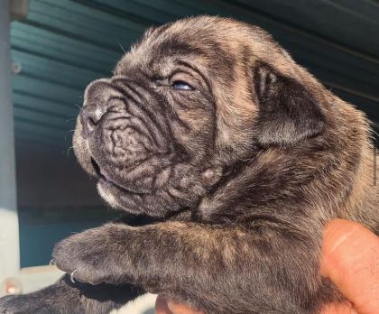 DEV GİBİ CANE CORSO YAVRULARI