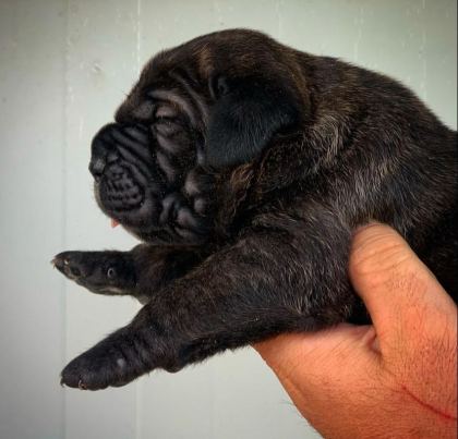 DEV GİBİ CANE CORSO YAVRULARI