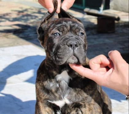 DEV GİBİ CANE CORSO YAVRULARI