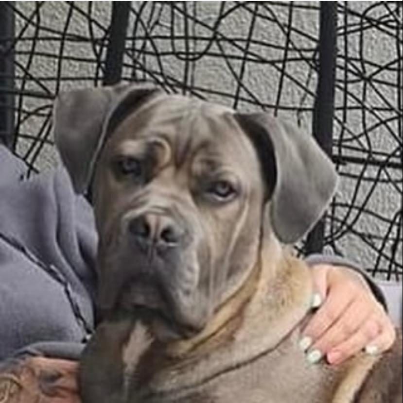 DEV GİBİ CANE CORSO YAVRULARI