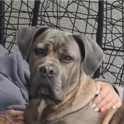 DEV GİBİ CANE CORSO YAVRULARI