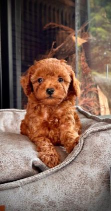 2 AYLIK HAREKETLİ KIVIRCIK TOY POODLE YAVRULARIM
