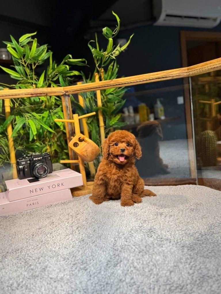2 AYLIK HAREKETLİ KIVIRCIK TOY POODLE YAVRULARIM