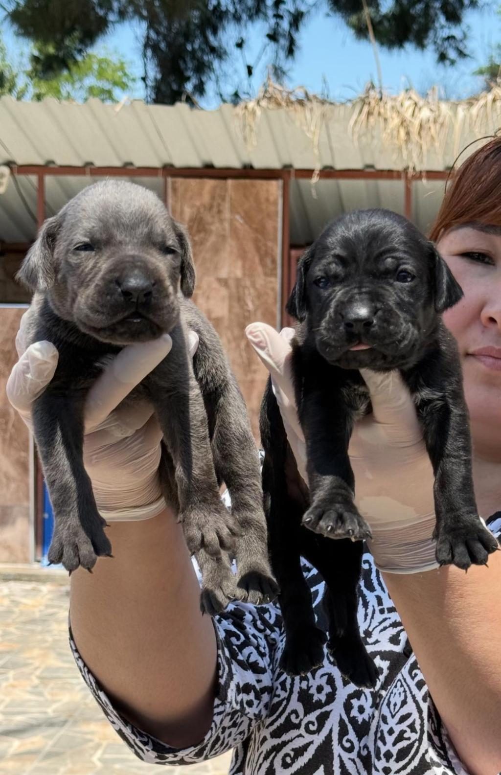 CANE CORSA ALAN KORUMA KÖPEĞİ YAVRULARI
