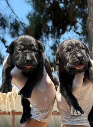 CANE CORSA ALAN KORUMA KÖPEĞİ YAVRULARI