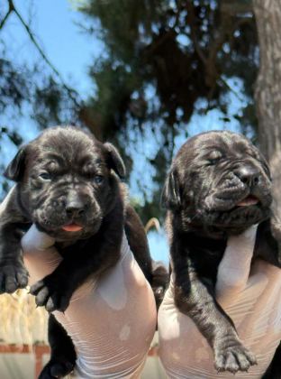 CANE CORSA ALAN KORUMA KÖPEĞİ YAVRULARI