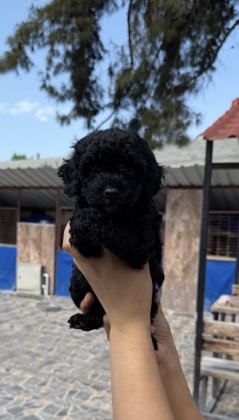 SİYAH TOYPOODLE ZEYTİN GÖZLÜ ŞİRİN YAVRULAR