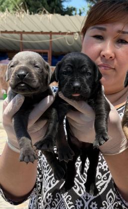 CANE CORSA ALAN KORUMA KÖPEĞİ YAVRULARI