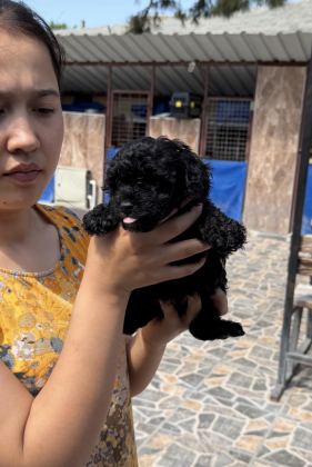 SİYAH TOYPOODLE ZEYTİN GÖZLÜ ŞİRİN YAVRULAR