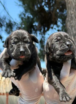 CANE CORSA ALAN KORUMA KÖPEĞİ YAVRULARI