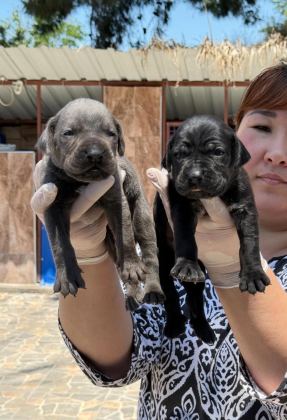 CANE CORSA ALAN KORUMA KÖPEĞİ YAVRULARI